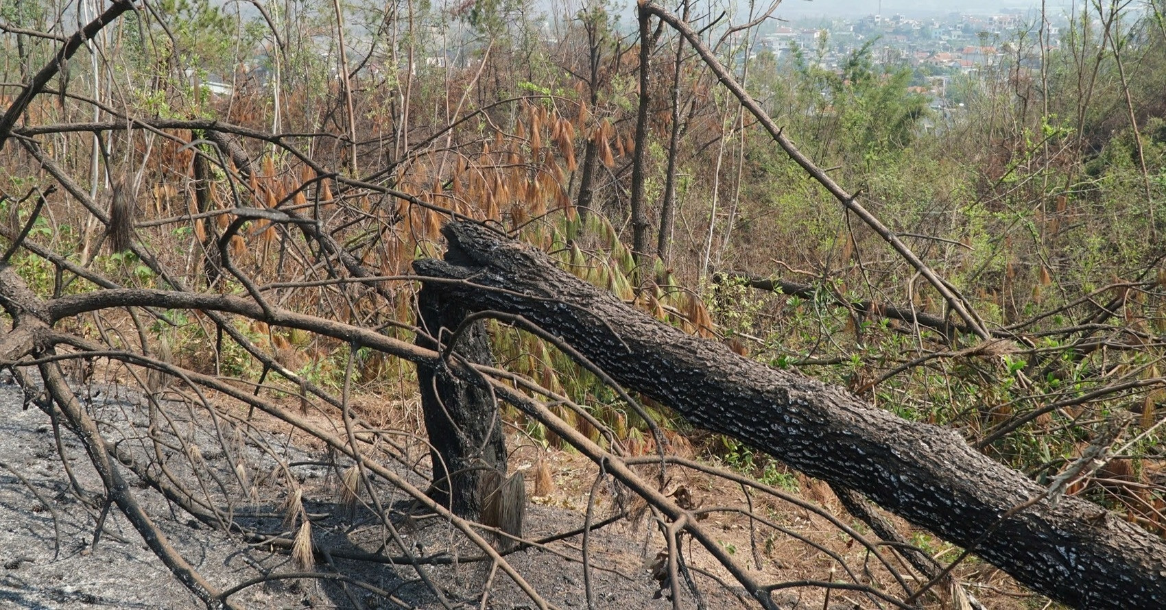 Quang Ninh’s 'green lung' devastated after Typhoon Yagi