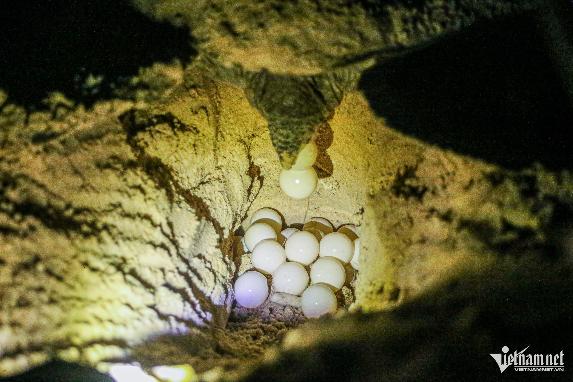 W-rùa côn đảo 4.jpg