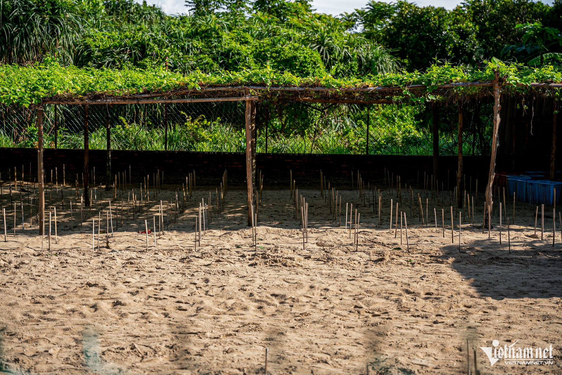 W-rùa côn đảo 12.jpg