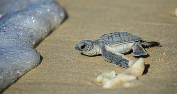 Young enthusiasts unite to save sea turtles in Con Dao's beaches