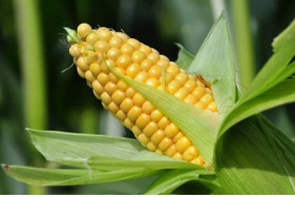 Vietnam spends US$1.11 billion on importing corn from Argentina