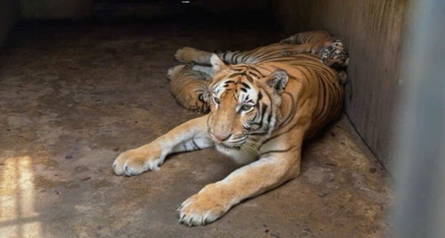 Mysterious tiger deaths in Dong Nai: Investigation underway amid A/H5N1 concerns