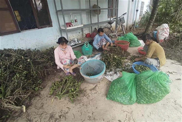 Prices of fresh areca nuts in Vietnam hit record highs due to Chinese demand