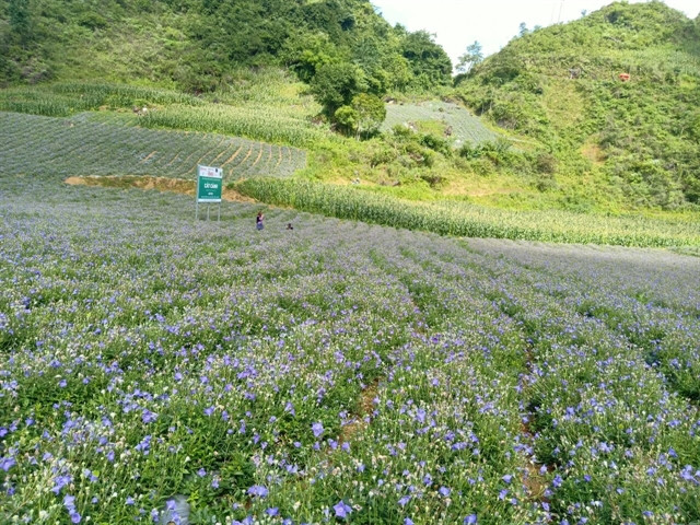 Vietnam sees potential for medicinal herb ecotourism