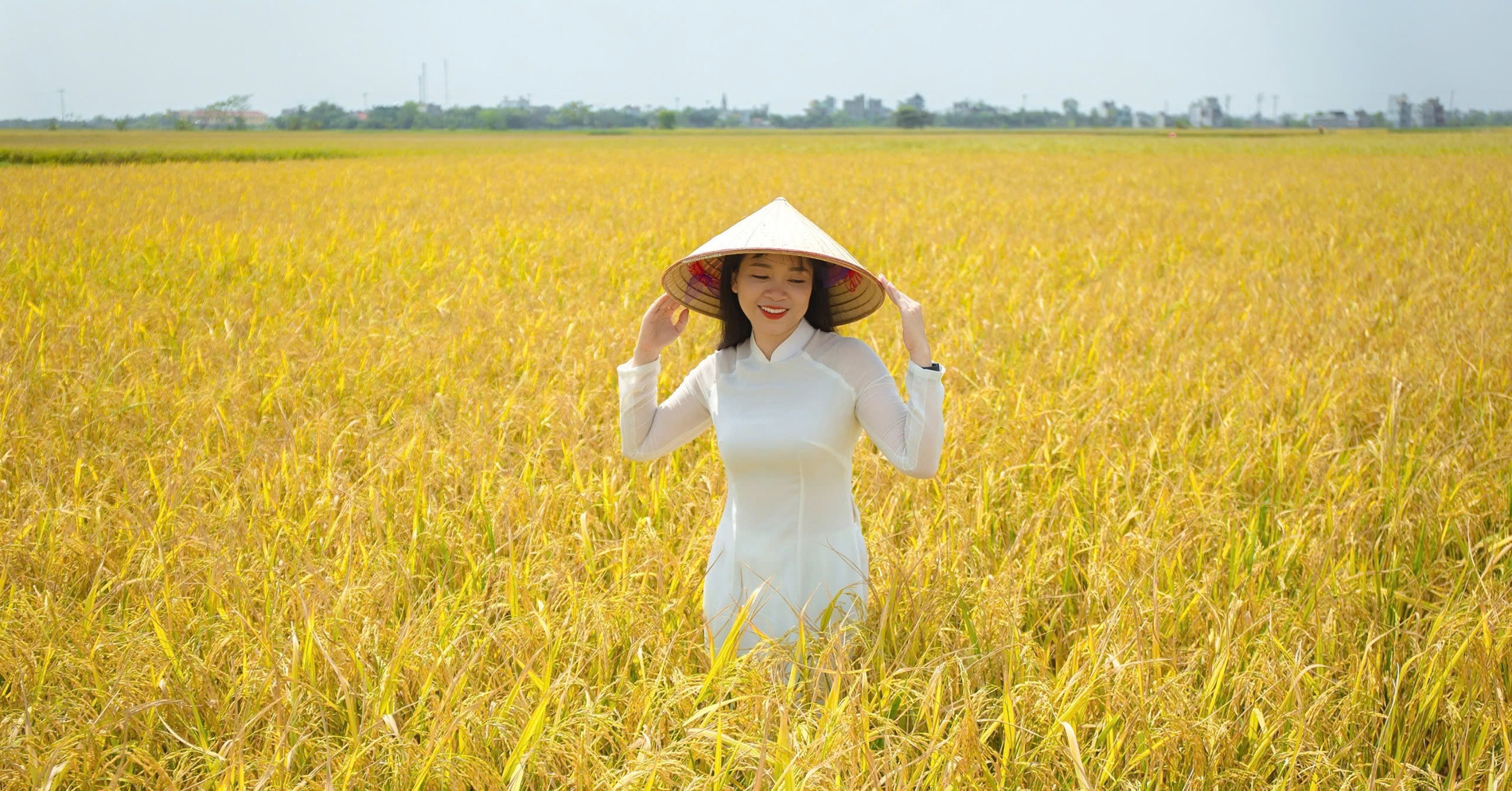 Explore the stunning golden rice fields of Thai Binh, just 110km from Hanoi