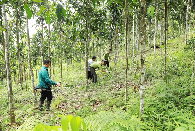 Forestry sector falls behind in restructuring