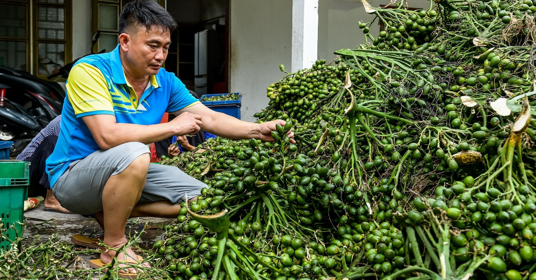 Vietnam’s betel nut imports jump by 324% despite strong exports to China