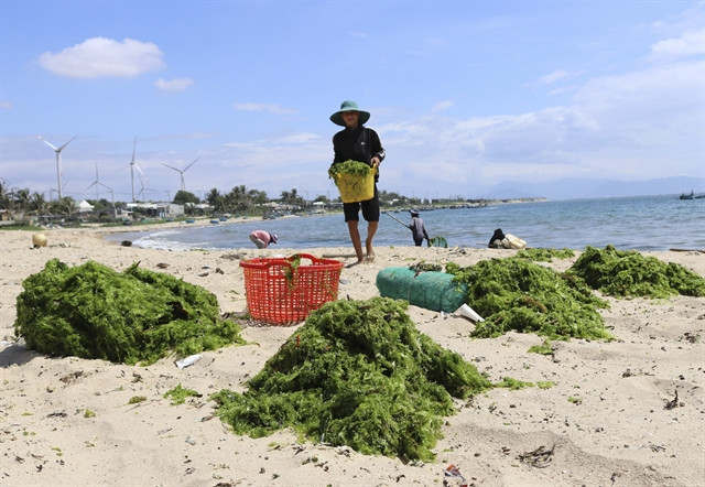 Experts urge a high-value chain for seaweed in VN