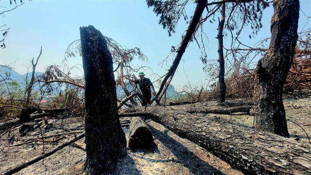 Quang Ninh focuses on reviving forest after Typhoon Yagi