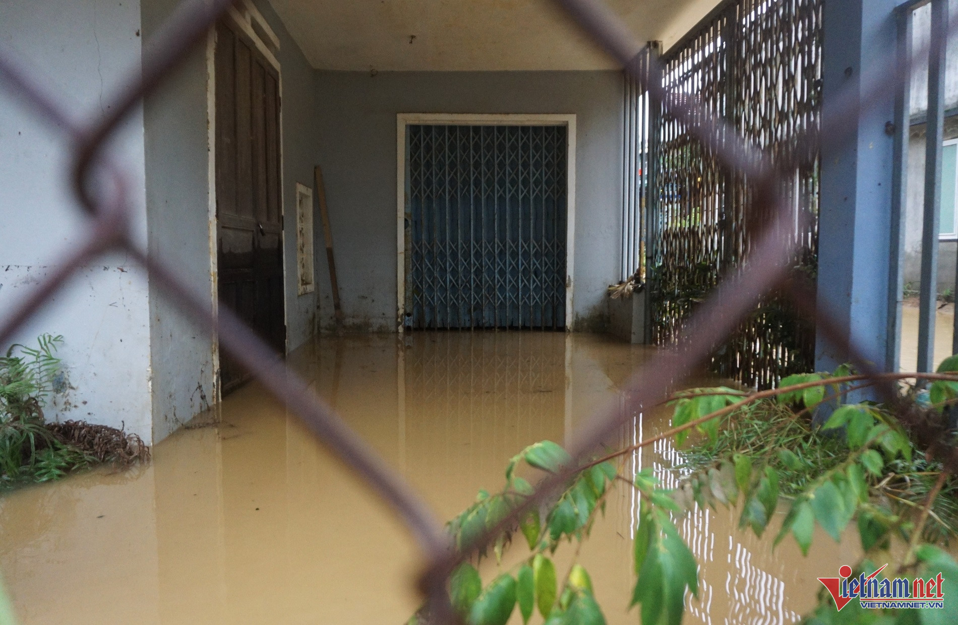 W-bao tra mi7.JPG.jpg