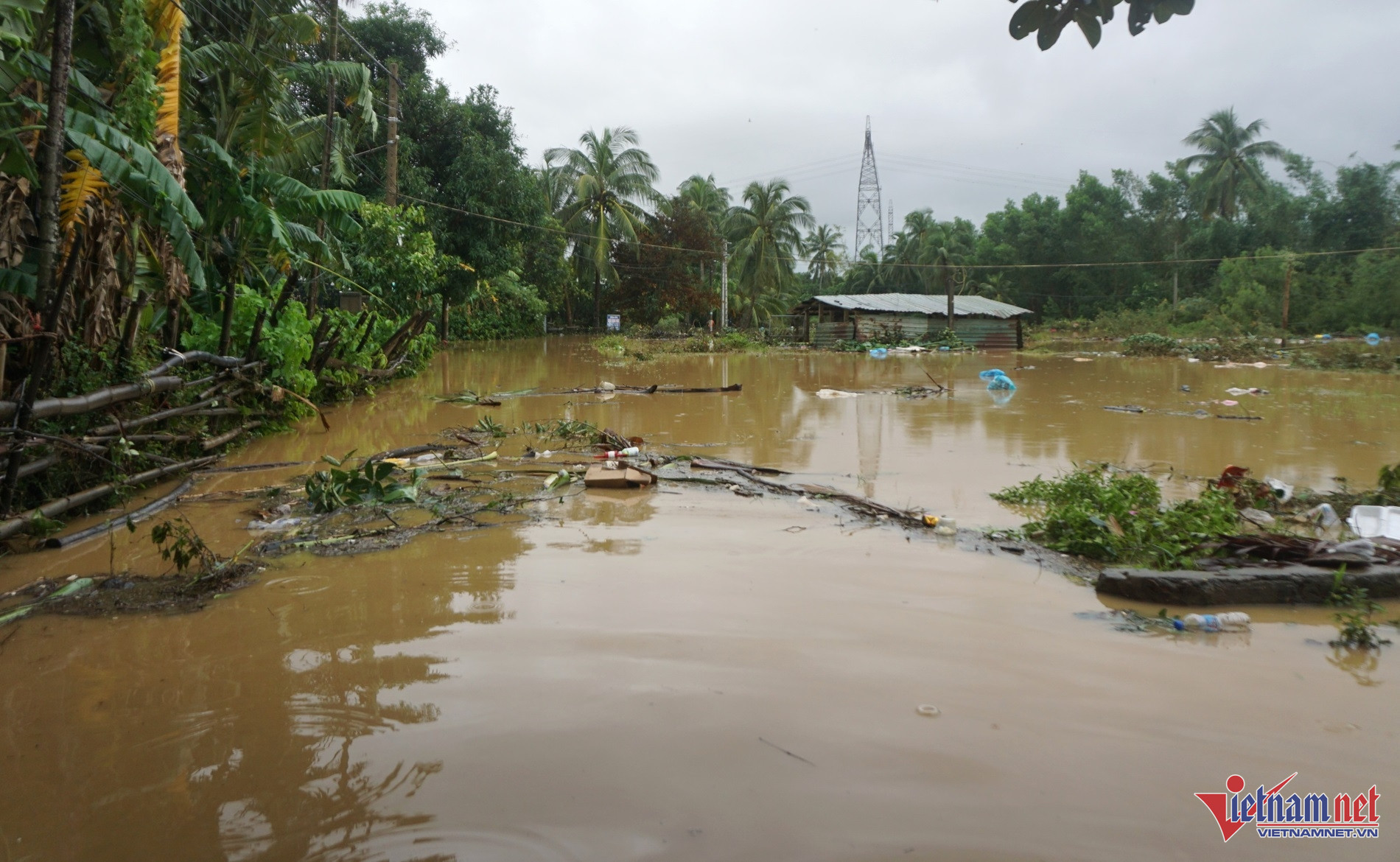 W-bao tra mi10.JPG.jpg