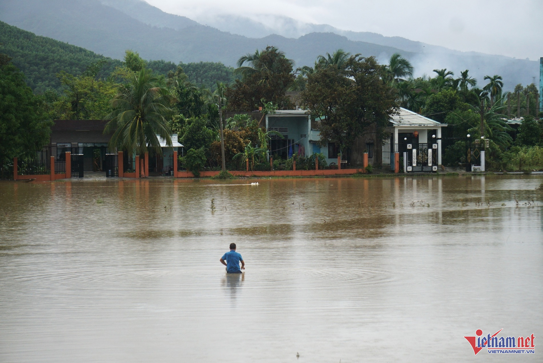 W-bao tra mi.JPG.jpg