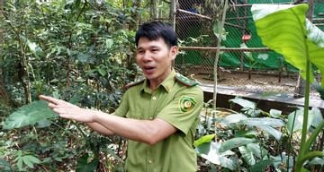 Endangered gibbon rescued from drug kingpin's home in VN finds safe haven