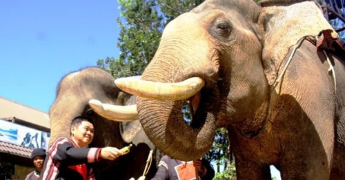 Vietnam's largest elephant owner passes away