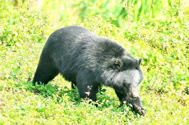 20-year effort to end bear bile farming near completion