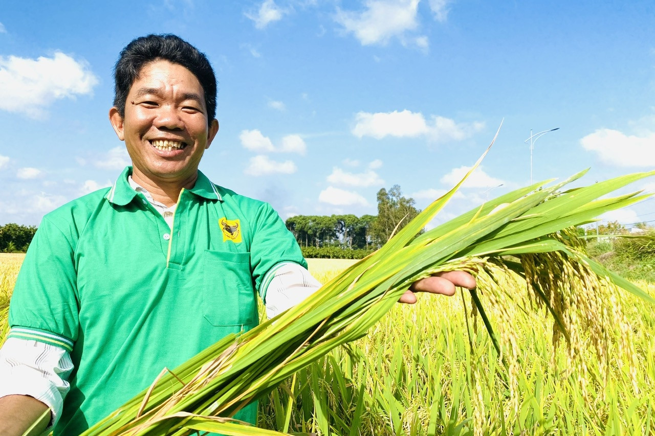 Rice farmers see high profits from low-carbon cultivation, carbon credit sales