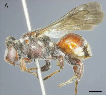 New bee species discovered in Ha Tinh province