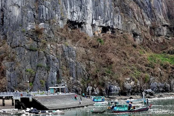 Typhoon-battered vegetation in Ha Long Bay poses fire risks