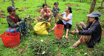 China’s demand slump sends areca nut prices spiraling