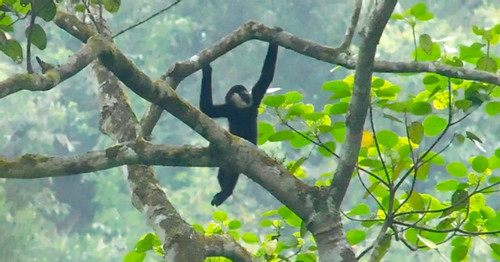 Secret camera traps capture stunning images of rare wildlife in Pu Hoat Reserve