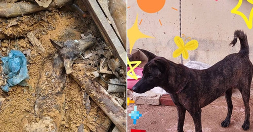 Dog survives 9 days under rubble in Yen Bai landslide