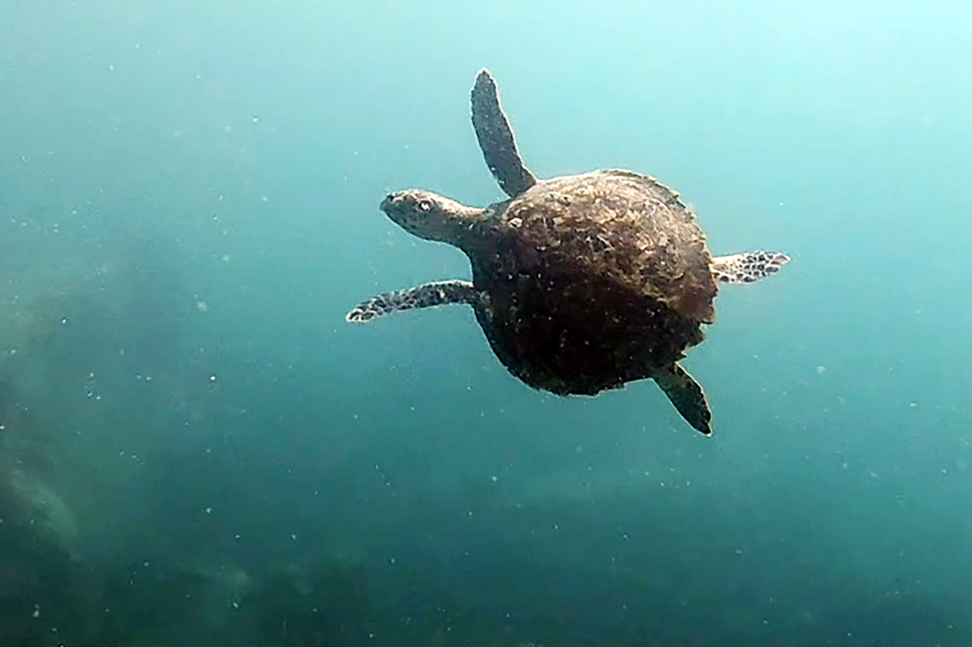 Ruabien NhaTrang 1.jpg