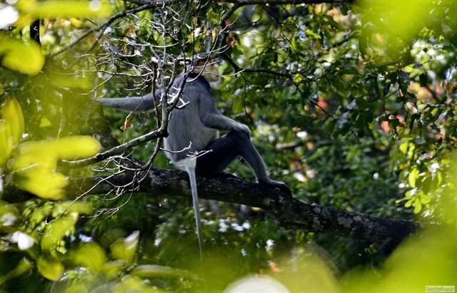 Endangered langurs protected in central region