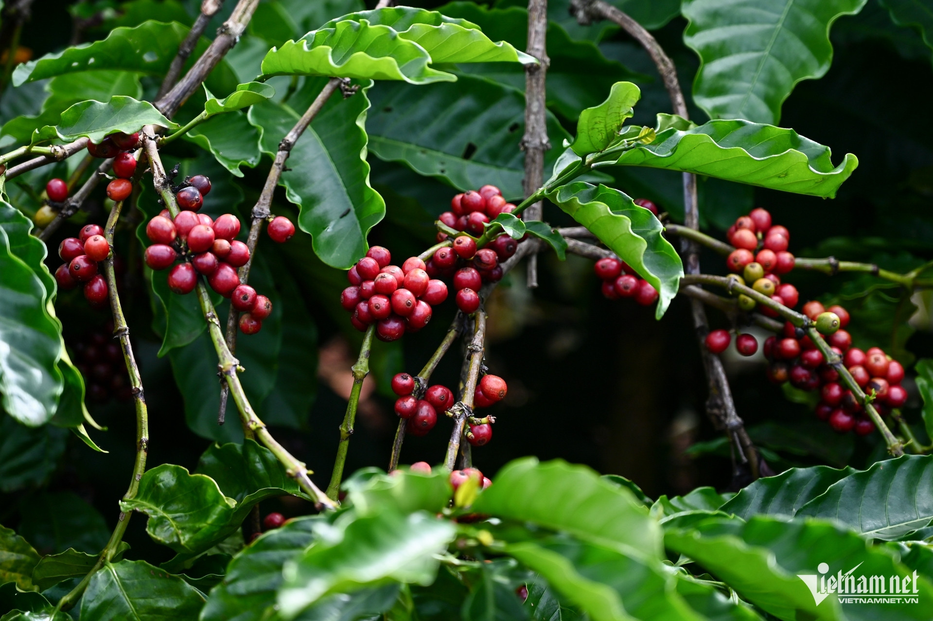 VN wins big in global coffee market, expects greater achievements from EUDR