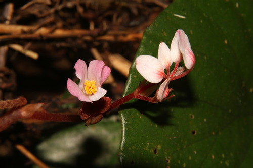 A new plant species discovered in central Vietnam