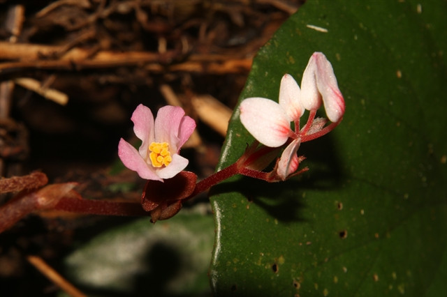 A new plant species discovered in central Vietnam