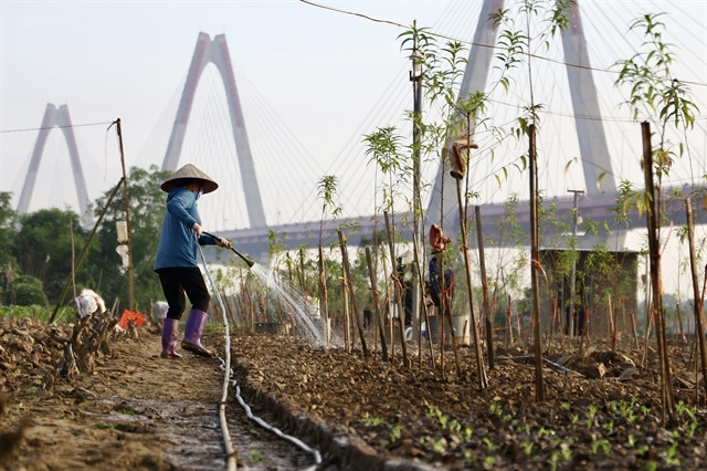 Hanoi to spend US$1.5 million supporting gardens, farms affected by Typhoon Yagi