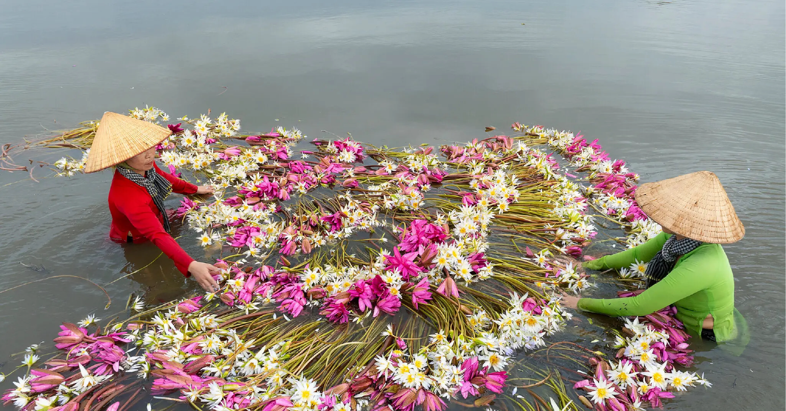 Awe-inspiring lotus harvesting in Vietnam captivates The New York Times