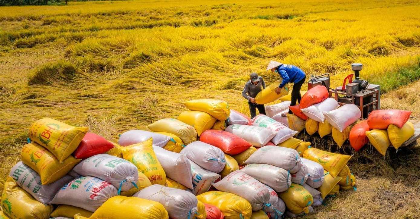 VN rice exports hit $5 billion, but high-quality national brand still missing