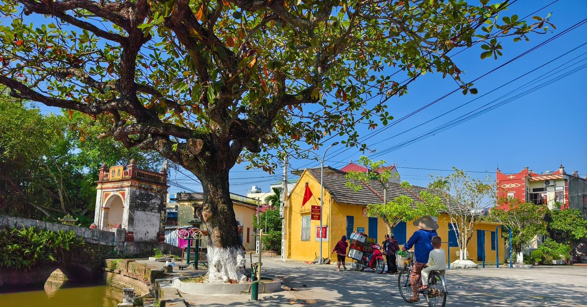 800-year-old bodhi tree and timeless charm of Dich Diep Village