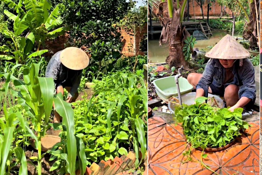 Father and son in Mekong Delta give free vegetables away to the needy