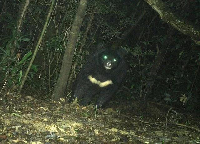 Rare Asiatic black bear found in Quang Tri nature reserve