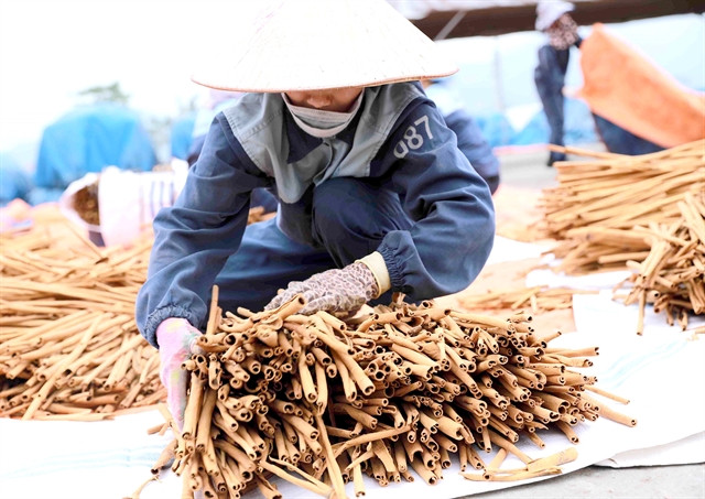 Cinnamon industry seeks to take advantage of trade deal to expand exports