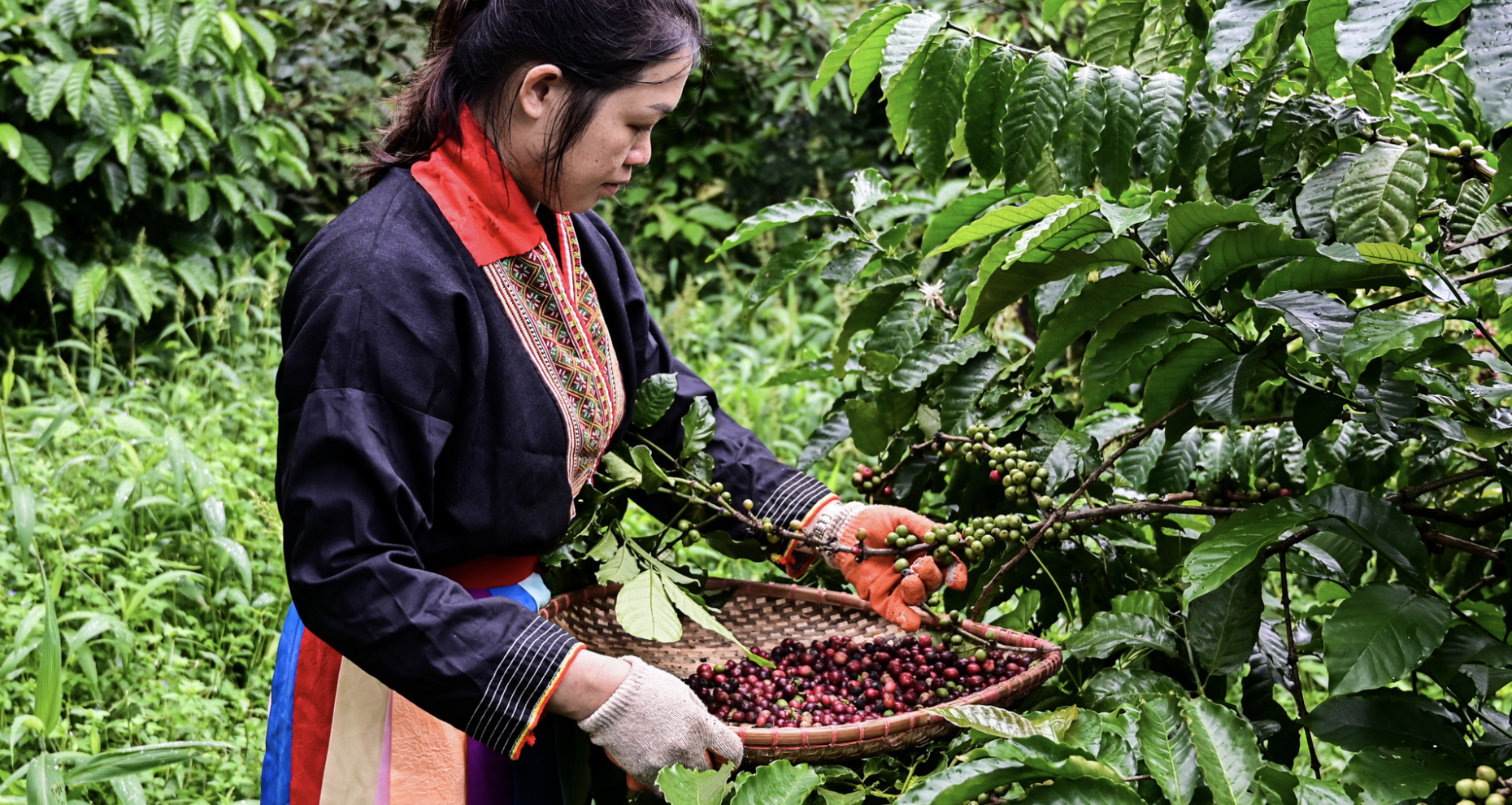 Robusta boom: Vietnam’s coffee farmers profit amid rising global prices