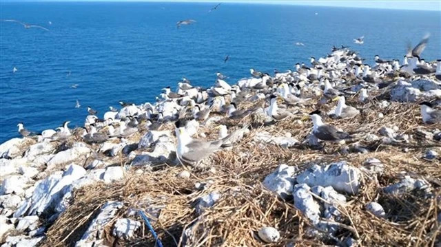 Vietnam Records recognises Hon Trung as most fertile seabird habitat