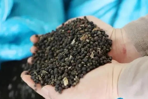 US emerges as biggest consumer of Vietnam’s pepper