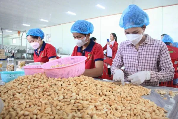 Vietnamese cashew seizes growth opportunities in the UK with UKVFTA advantages