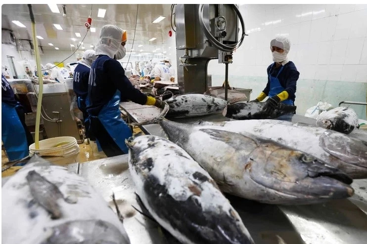 Vietnam’s tuna exports gain larger market shares in key markets