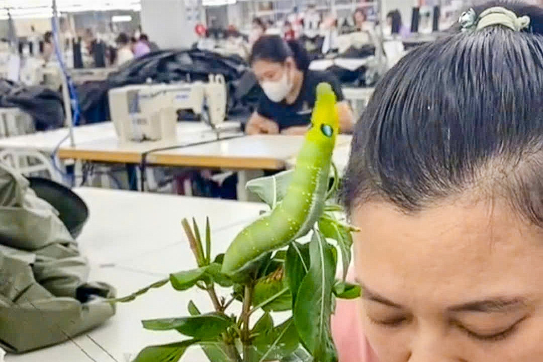 Female worker adopts worm as pet loved by the whole company