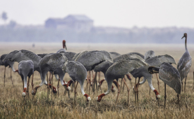 Sếu đầu đỏ.jpg