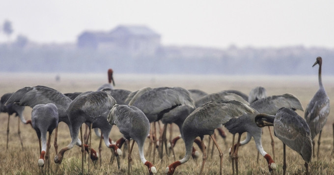 Thailand’s endangered cranes find new home in Tram Chim National Park