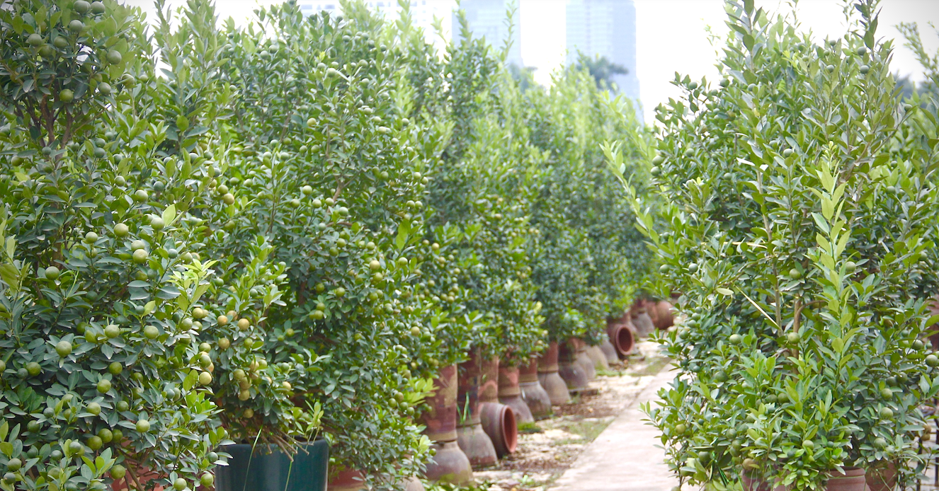 Tet kumquat market heats up with bonsai trees priced at a premium