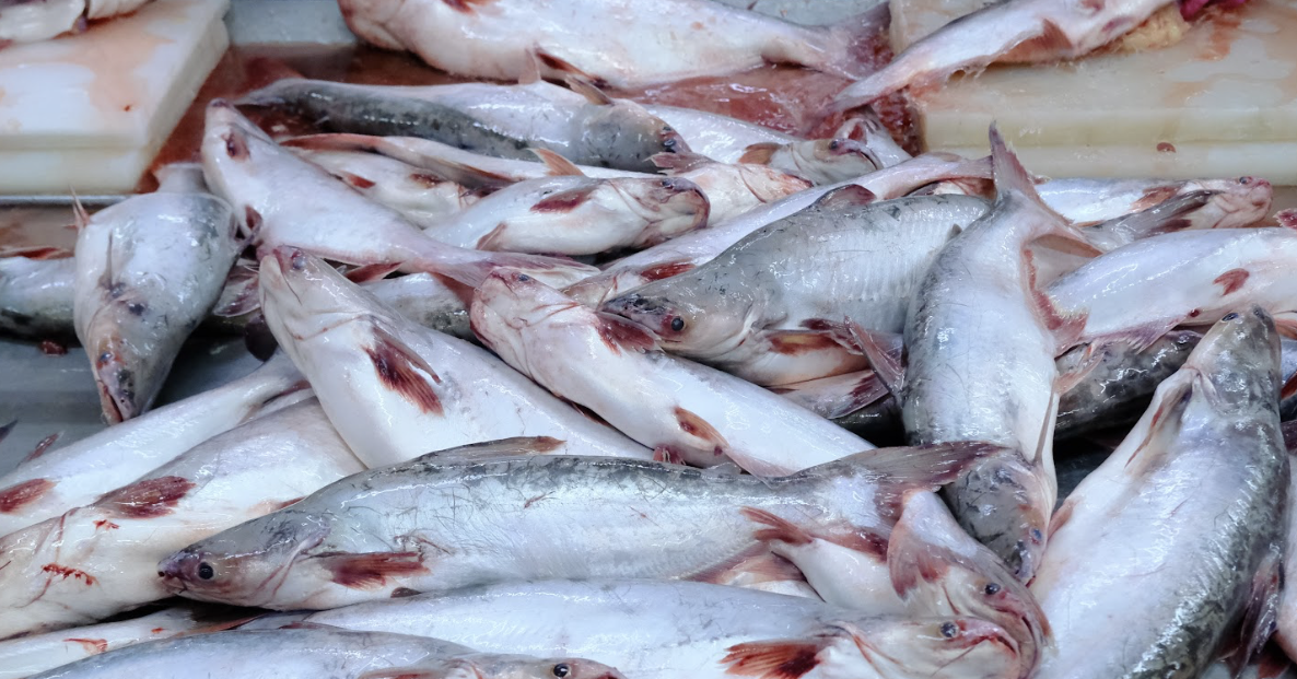 Vietnam’s pangasius exports hit $1.8 billion but face new Chinese rivals