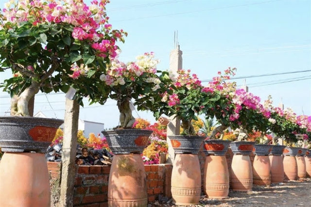 Cho Lach flower festival to be held in Ben Tre in January