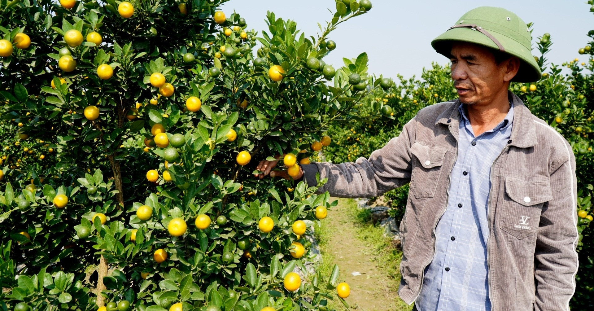 Kumquat trees become hot commodity ahead of Lunar New Year