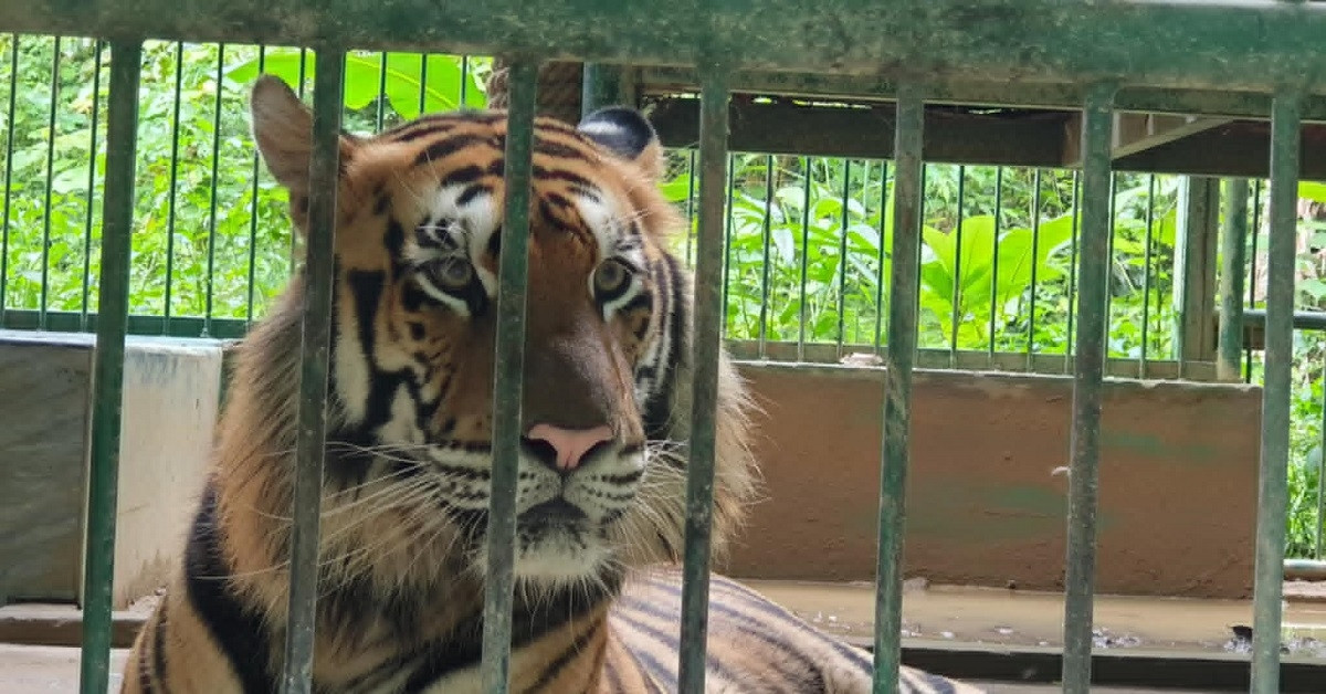 Quang Binh builds secure semi-wild habitat for endangered Indochinese tigers